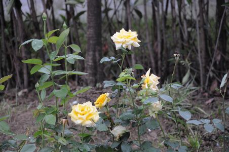 �������ս�����̳- ��Ȩ���Ĳ��˵�����