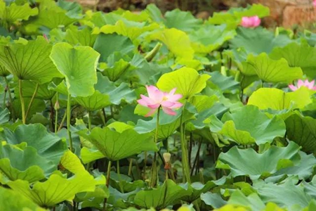 �������ս�����̳- ��Ȩ���Ĳ��˵�����